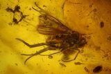 Detailed Fossil Fly (Dolichopodidae) & Thuja Twig In Baltic Amber #170061-1